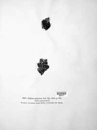 Collema tenax var. tenax image